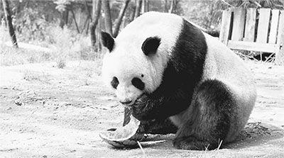 熊猫吃瓜猫,一场跨界美食盛宴