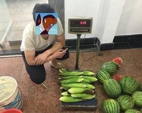 梦见去瓜地偷瓜并吃瓜,瓜地偷瓜的甜蜜诱惑