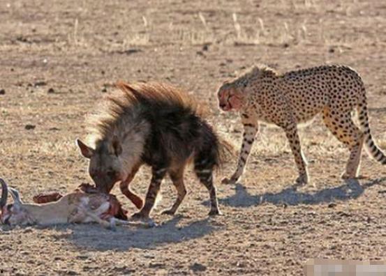 棕鬣狗吃瓜,棕鬣狗的夏日瓜果盛宴