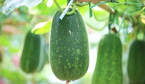 瓜虫吃不吃种子植物,瓜虫与种子植物的生存关系探究