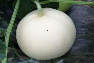 肠炎可以吃梨瓜吗,缓解症状的天然良方