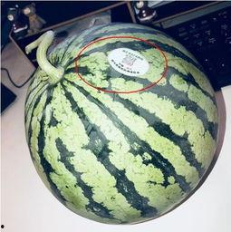 景点吃瓜网红,网红打卡，探寻景点美食新风尚