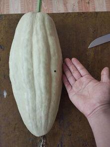 孔瓜叶子可以吃吗,可食用植物的探索之旅