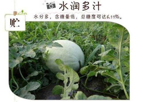 万荣县三白瓜怎么吃,多味食法，尽享田园美味